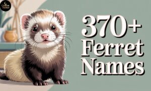 370+ Ferret Names