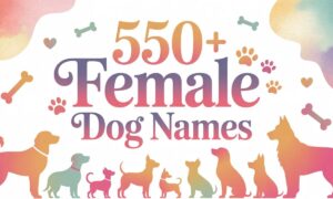 550+ Female Dog Names