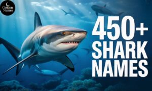 Shark Names