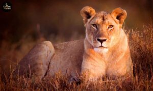 550+ Female Lion Names The Ultimate Guide to Powerful, Unique & Meaningful Lioness Names 2026