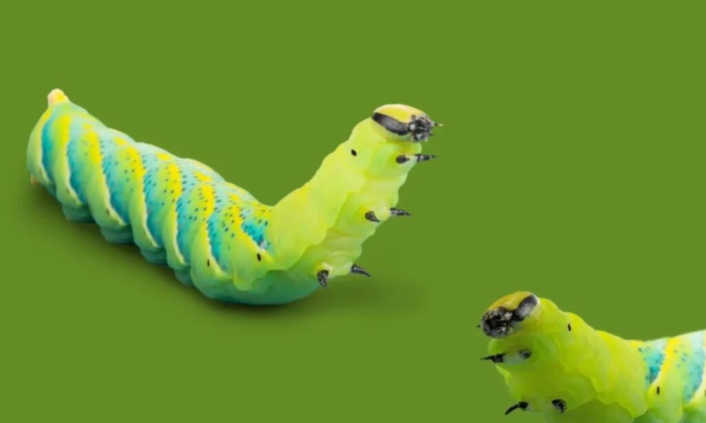 Best Caterpillar Names