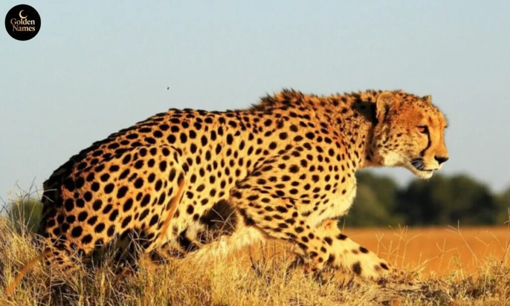 Best Cheetah Names
