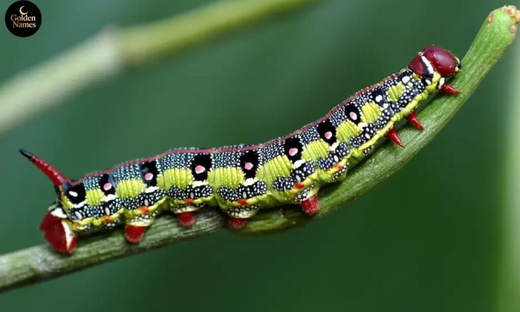 Cool Caterpillar Names