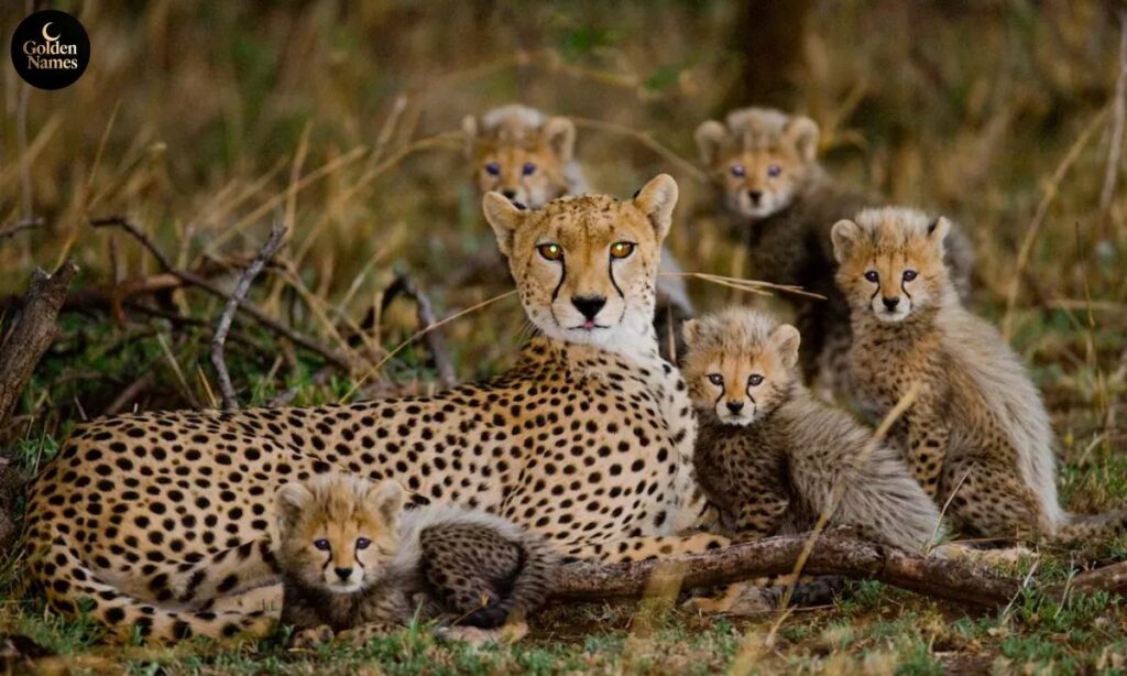Creative Naming Ideas for Cheetah