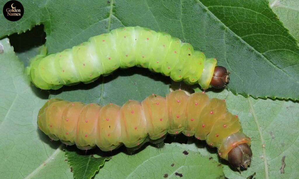 Food-Inspired Caterpillar Names