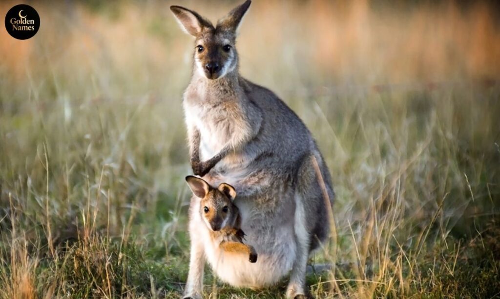 Fun Fact About Kangaroo Names