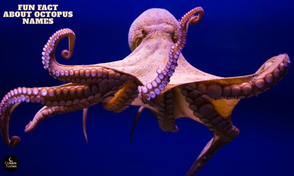 Fun Fact About Octopus Names