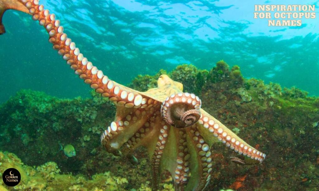 Inspiration For Octopus Names