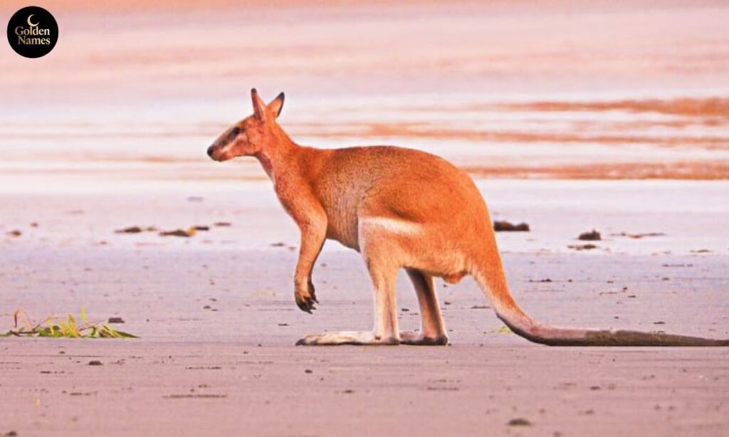 Inspiration for Kangaroo Names