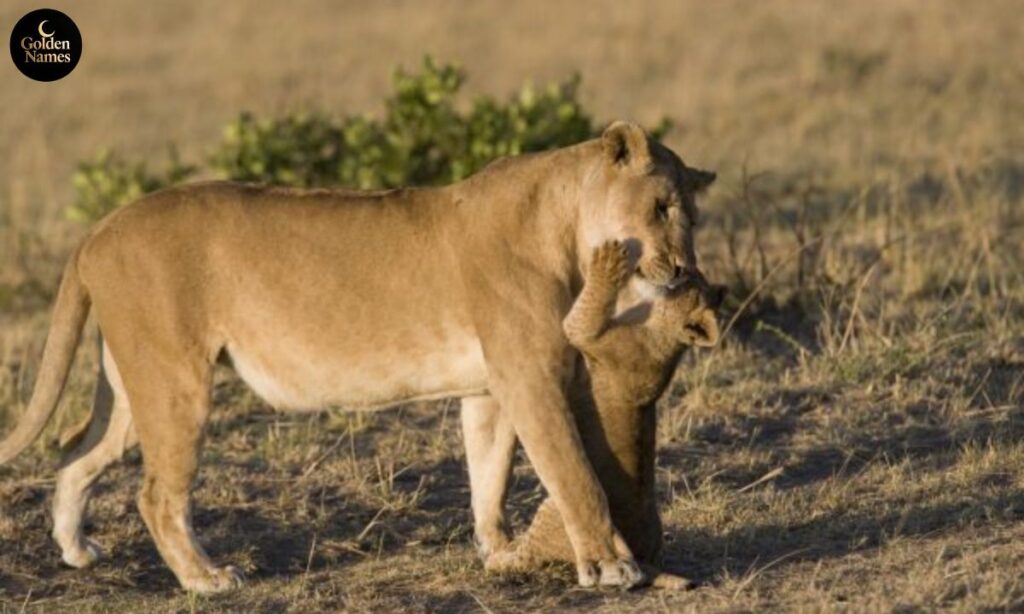 Powerful Lion Names Girl