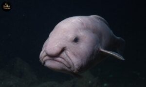 Top 40 Ugliest Animals in the World Ranked and Explained 2026